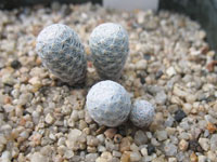 Mammillaria herrerae