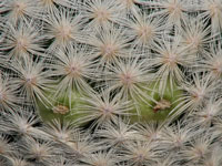 Mammillaria herrerae