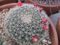 Mammillaria heyderi