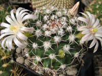 Mammillaria heyderi