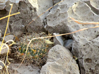 Mammillaria heyderi