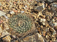 Mammillaria heyderi