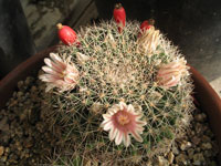 Mammillaria heyderi