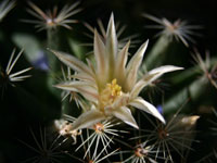 Mammillaria heyderi