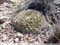 Mammillaria heyderi