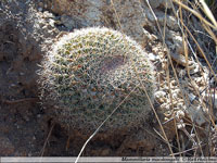 Mammillaria heyderi