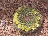 Mammillaria heyderi