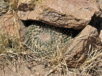 Mammillaria heyderi