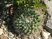 Mammillaria heyderi