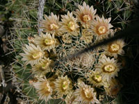 Mammillaria heyderi