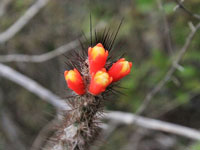 Micranthocereus hofackerianus