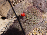 Mammillaria hutchisoniana