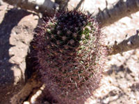 Mammillaria hutchisoniana