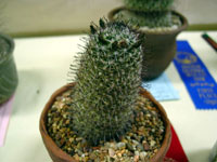 Mammillaria hutchisoniana