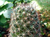 Mammillaria hutchisoniana