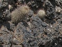 Mammillaria hutchisoniana