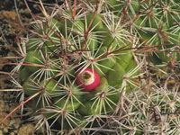 Mammillaria johnstonii