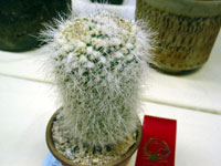 Mammillaria karwinskiana