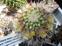 Mammillaria karwinskiana