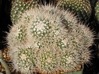 Mammillaria karwinskiana