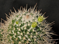 Mammillaria karwinskiana