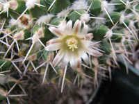 Mammillaria karwinskiana