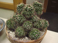 Mammillaria karwinskiana