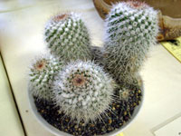 Mammillaria karwinskiana