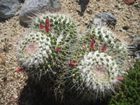 Mammillaria karwinskiana