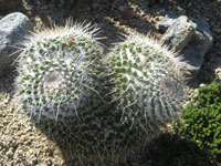 Mammillaria karwinskiana