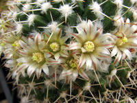 Mammillaria karwinskiana