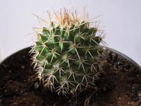 Mammillaria karwinskiana