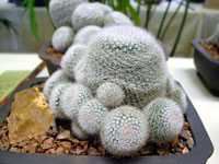 Mammillaria klissingiana