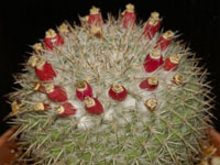 Mammillaria klissingiana