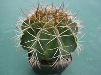 Melocactus lanssensianus