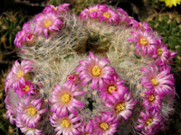 Mammillaria lauii