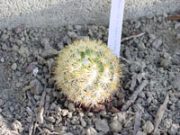 Mammillaria lauii