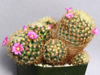 Mammillaria lauii