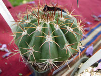 Melocactus lemairei