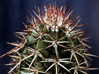 Melocactus lemairei