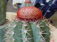 Melocactus levitestatus