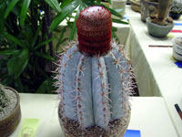 Melocactus levitestatus