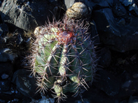 Melocactus levitestatus