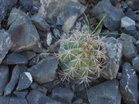 Melocactus levitestatus