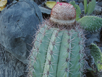 Melocactus levitestatus