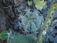 Melocactus levitestatus