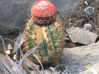 Melocactus levitestatus