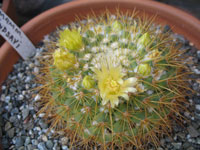 Mammillaria lindsayi