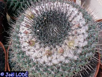 Mammillaria lloydii