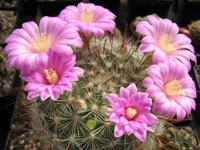 Mammillaria longiflora